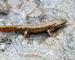 Lissotriton montandoni, створено за допомогою ШІ